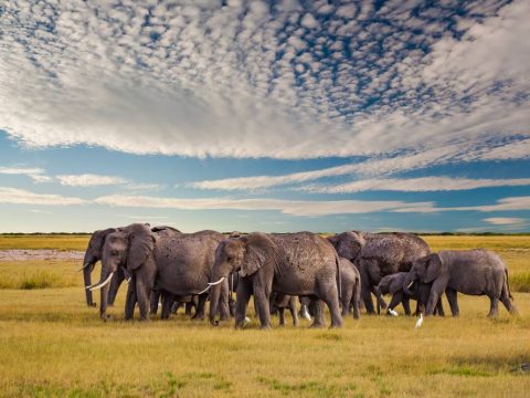 Ε - Αγέλη ελεφάντων στην αφρικανική σαβάνα