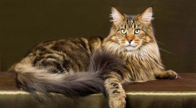 cats_06_Maine-Coon