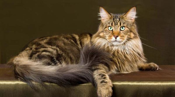 cats_06_Maine-Coon