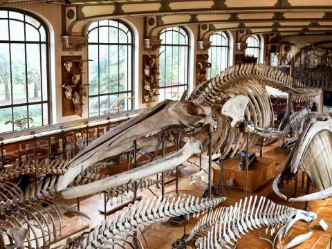 Δ - Σκελετοί δεινοσαύρων στο Μουσείο Εθνολογίας στο Παρίσι
